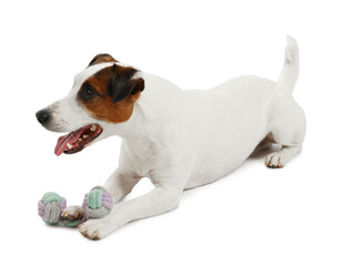 Cute dog playing with toy on white background. Lovely pet