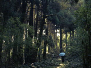 Travelers walk with umbrella in dense dark pine forest with sun rays piercing through pine trees on...