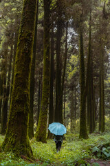 A lone hiker walking through mysterious pine forest with an umbrella. Towering high pine trees covered with moss in monsoon in dense old forest.