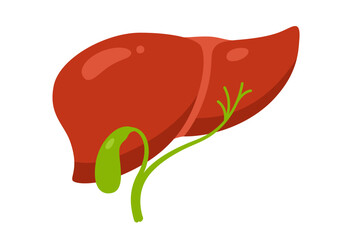 Human liver with gall bladder cartoon stylized vector illustration. Anatomical liver hepatic detoxification body organ symbol. Drawing human liver for medical, infographic education design