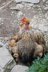 Mother Hen Sheltering Tiny Chicks Under Her Feathers with Adorable Faces Peeking Out