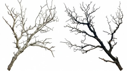 Fototapeta premium Bare Tree Branches Silhouettes Isolated on White Background Winter Season