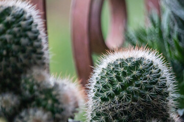 Macro shot of a green cactus plant displaying its intricate spines and rich green texture.