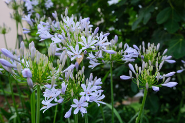 アガパンサスの花