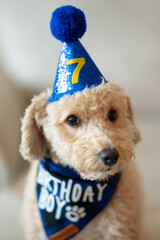 dog in birthday hat
