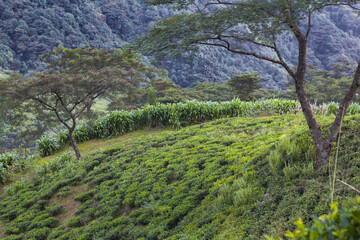 Green tea plantations on hilly terrain of darjeeling with trees and cardamom plantation in the backdrop of forested mountains.