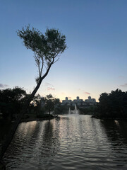One tree silhouette and public park view at sunset in Istanbul, Turkey.