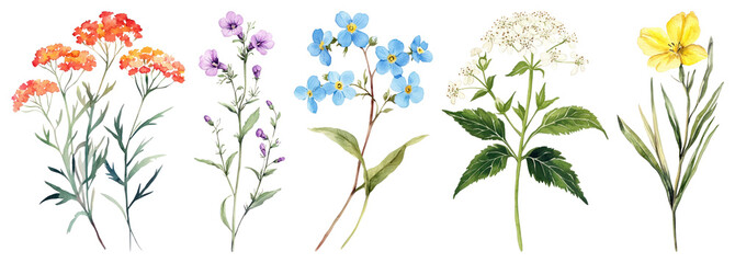 PNG Colorful vintage botanical illustrations, element set on transparent background