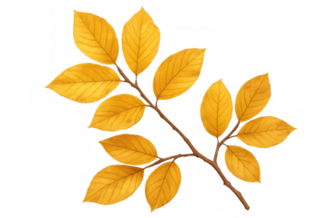 Golden yellow leaves clinging to a branch, creating a beautiful autumnal image on a transparent background