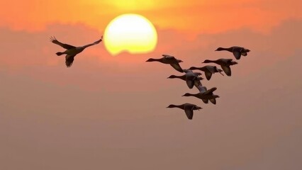 Flock of ducks flying in formation silhouetted against the setting sun