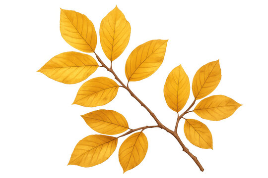 Golden yellow leaves clinging to a branch, creating a beautiful autumnal image on a transparent background