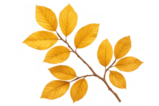 Golden yellow leaves clinging to a branch, creating a beautiful autumnal image on a transparent background