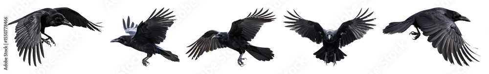 Poster png crows in flight sequence, element set on transparent background