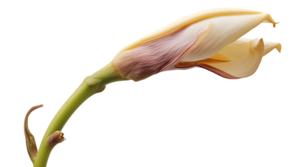 Unfurling Beauty: A Close-Up of a Delicate Flower Bud transparent background png