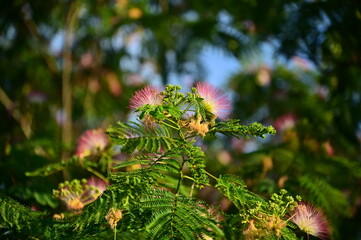 Mimosa Tree Bloom