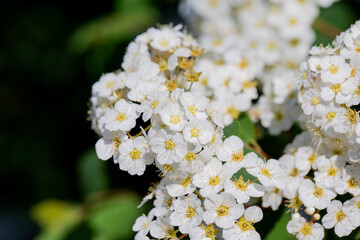 Lovely white spirea flowers growing in a garden in Ontario, Canada.