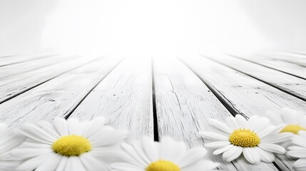White Daisies on Rustic White Wooden Background