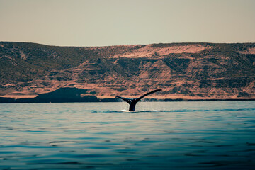 Ballena eleva su cola en las costas de Puerto Pirámides, Chubut, Patagonia Argentina