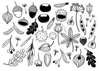 Big set of autumn leaves, tree seeds, acorns and chestnuts. Monochrome hand-drawn vector illustration.