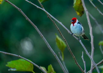 red headed woodpecker