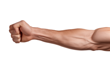 Powerful Arm Muscles: Anatomy, Strength, Fitness & Bodybuilding transparent background png