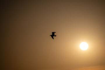 silhouette of the sun