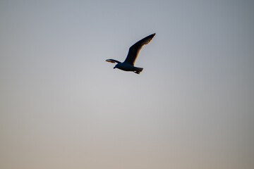 birds in flight
