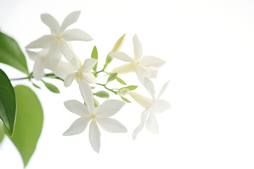 Fototapeta premium Delicate Jasmine Branch with Pure White Blooms