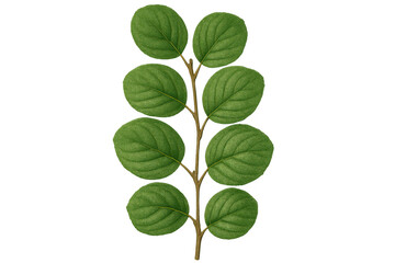 Fototapeta premium Green leaves extending from branching stem, transparent backdrop highlighting botanical detail for design elements