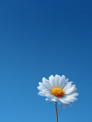  daisy flower
