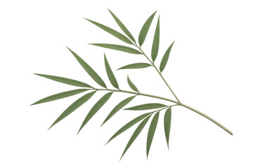 Fototapeta premium Realistic bamboo branch with vibrant green leaves, isolated on a transparent background, perfect for nature-themed designs