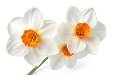 Fototapeta premium Silky White Narcissus Flowers with Orange Corollas
