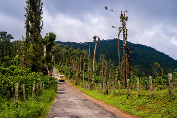 aerial drone view of plantation of coffee with coffee plants in various stages of growth in the cafetera area