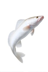fish on white background, generation AI 