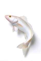 fish on white background, generation AI 