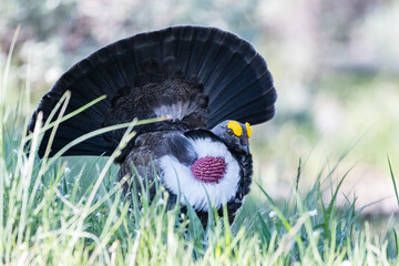 A male Dusky Grouse in Yellowstone National Park, Wyoming, United States.