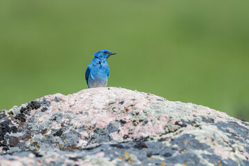 A Mountain Bluebird in Yellowstone National Park, Wyoming, United States.