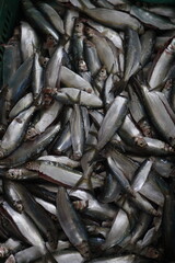 Obraz premium fish sardines for sale to the consumer