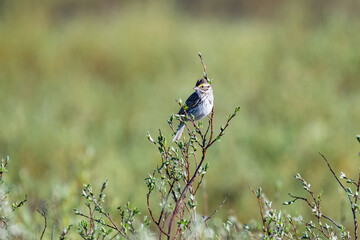 A Savannah Sparrow in Yellowstone National Park, Wyoming, Unites States.