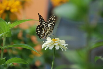 butterfly on flower