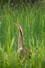 American bittern Botaurus lentiginosus standing tall amongst grasses and reeds in a marsh in Kirkfield Ontario Canada