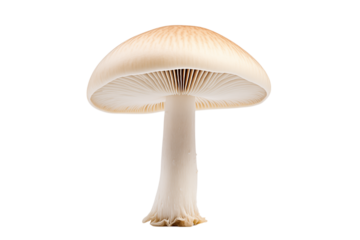 Close-Up of a Single White Mushroom on White Background transparent background png