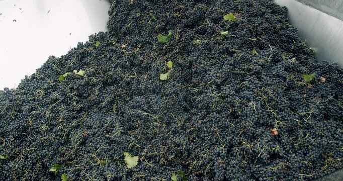 Wine factory, grape processing metal machine squeezing. Grape harvest. Squeeze The Grape With The Press. Making Wine At Winery Grape sheller at the work with red grapes.