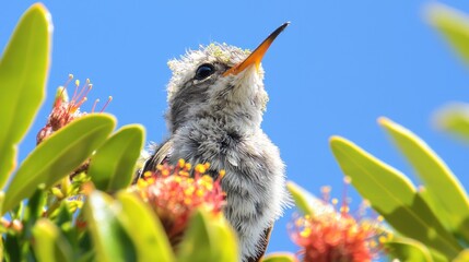 A hummingbird sipping nectar from a flower against a clear blue sky