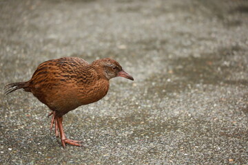 South Island, New Zealand – May 22, 2025: Weka bird standing on a wet surface, showing detailed feathers and curious posture in its natural habitat.