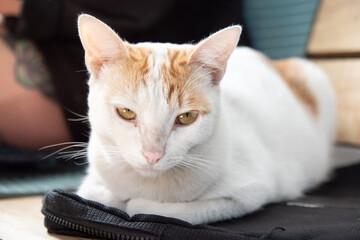 cat with a stalking gaze, hunting cat concept