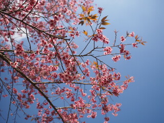 Pink Sakura flowers contrast with a clear blue sky, marking the height of spring season.