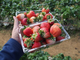 Dawn at Phu Lom Lo, Loei Province, showing freshly picked strawberries in clear containers. The...