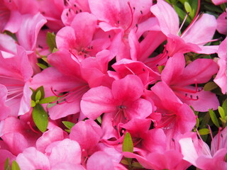 Vibrant close-up of pink azalea flowers in full bloom, captured in Japan. Showcases delicate petals...