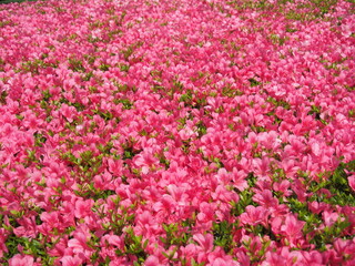 Field of pink azalea flowers in full bloom, captured in Japan. Showcases delicate petals and lush green leaves, highlighting the natural beauty and vivid colors of these stunning blossoms.